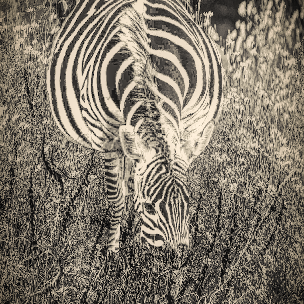 Feeding zebra cgy9ma