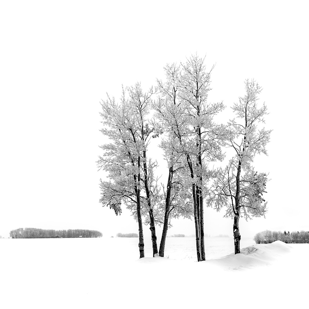 Winter trees l1001329 print howh0l