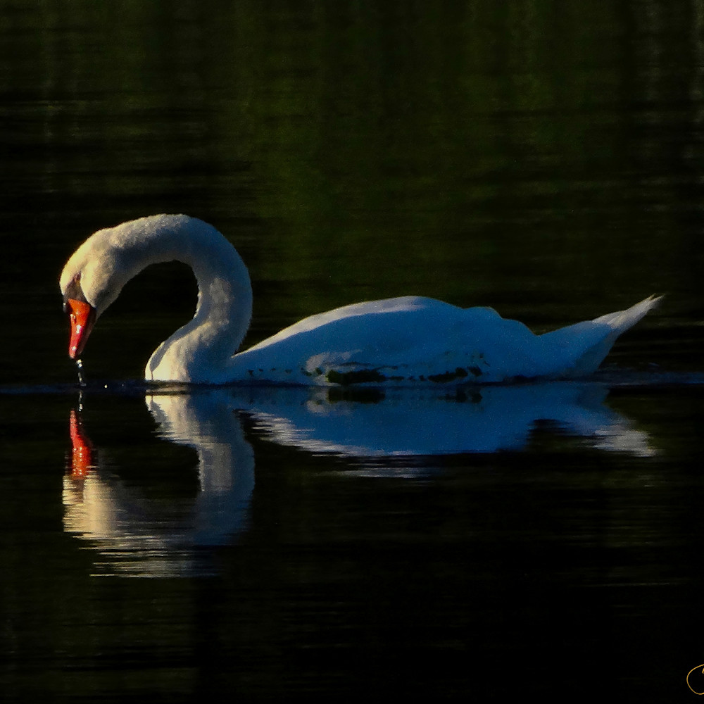 1 1 8 mute swan evening swim vuzccv
