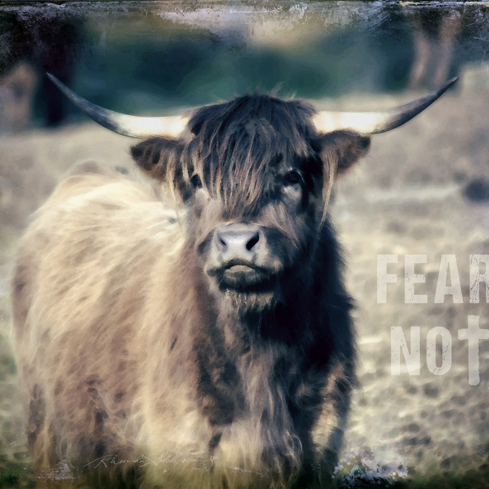 Highland cattle fear not s olq5er