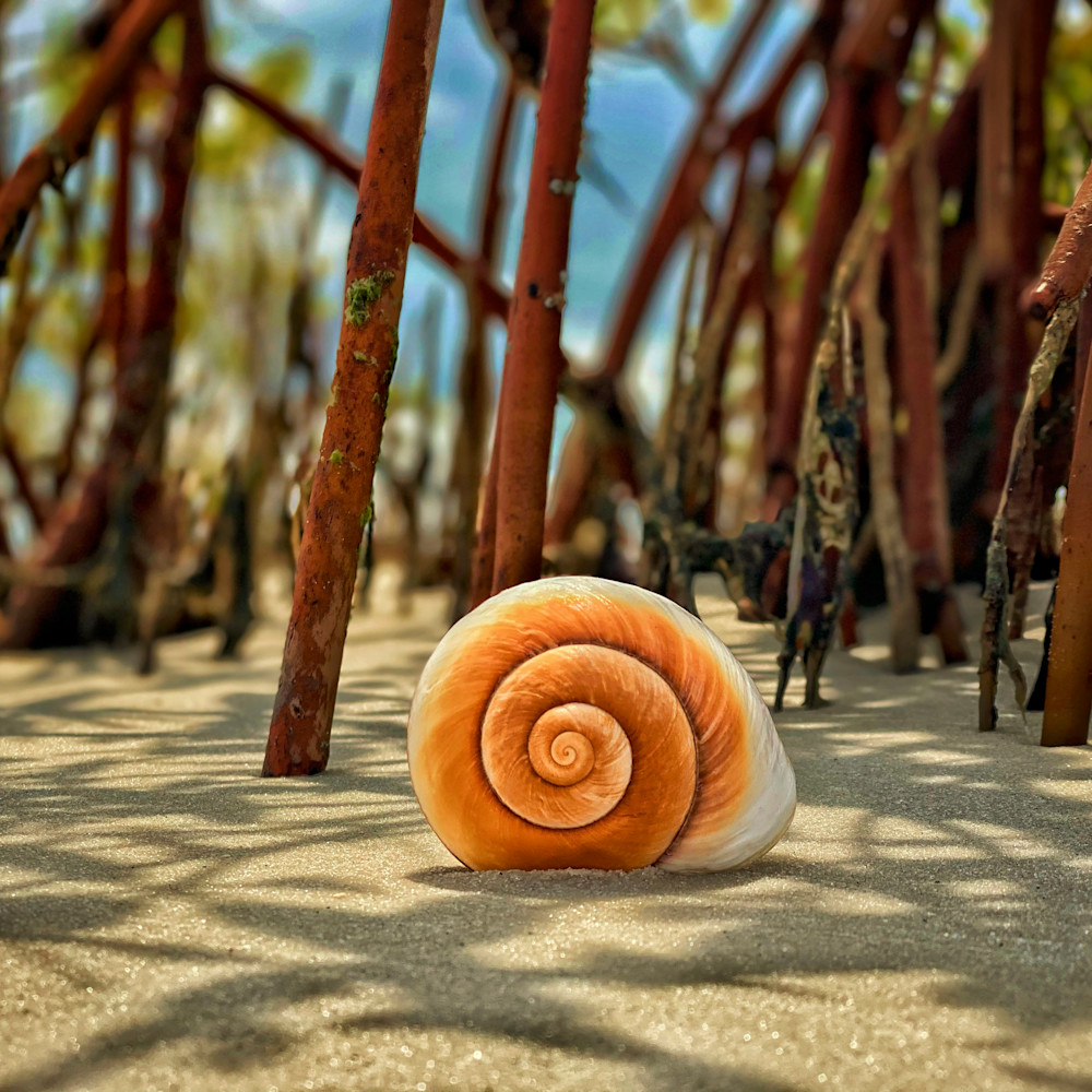 A shell in the mangroves qgylel