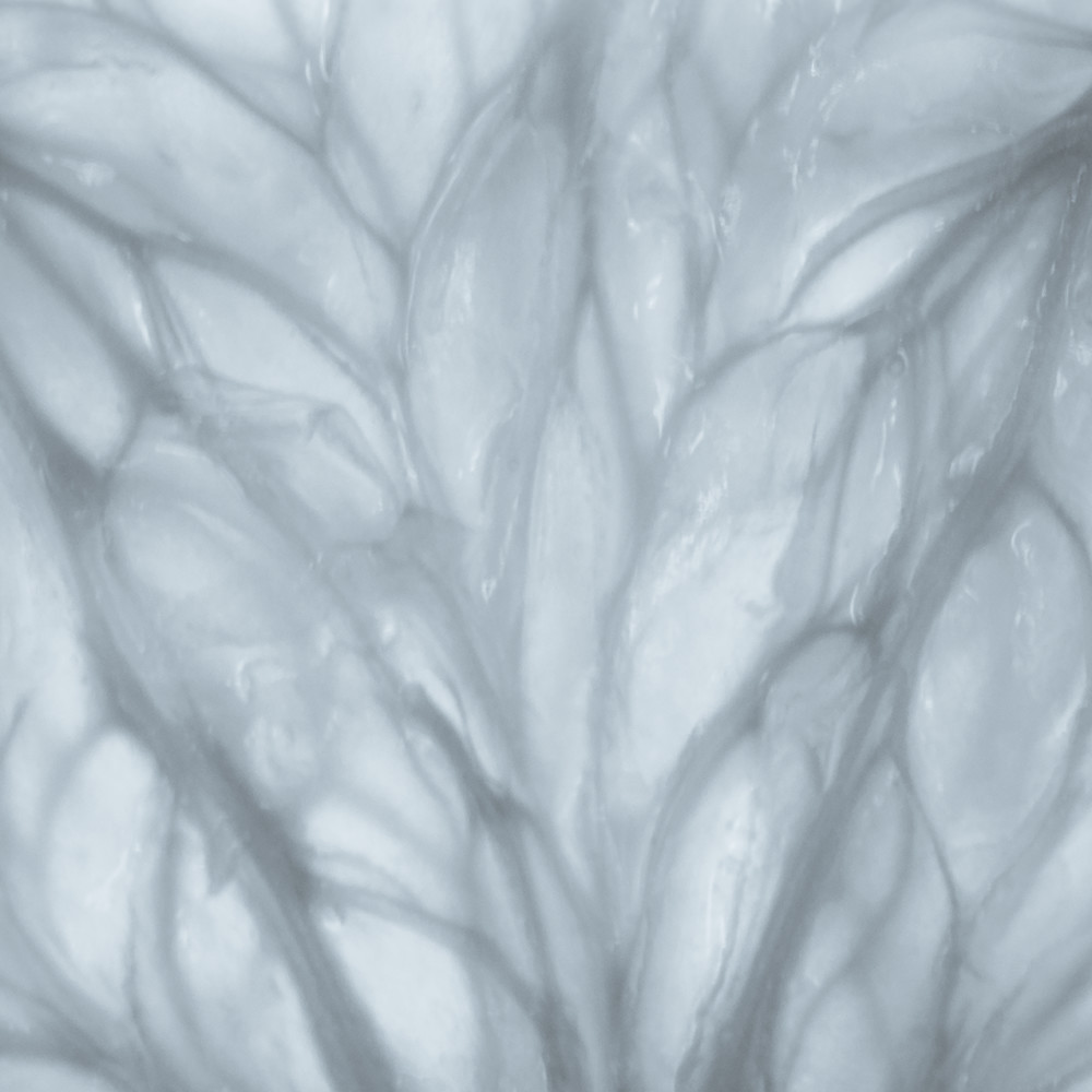 Orange.selenium1 efn49u