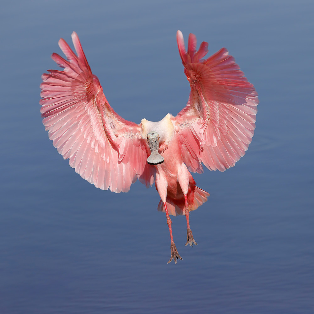 Roseate spoonbill landing with blue water dyto7i