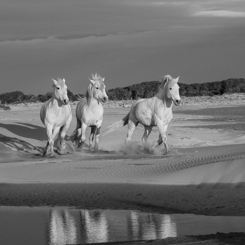 Horses of the camargue 7 of 30 wu9tpv