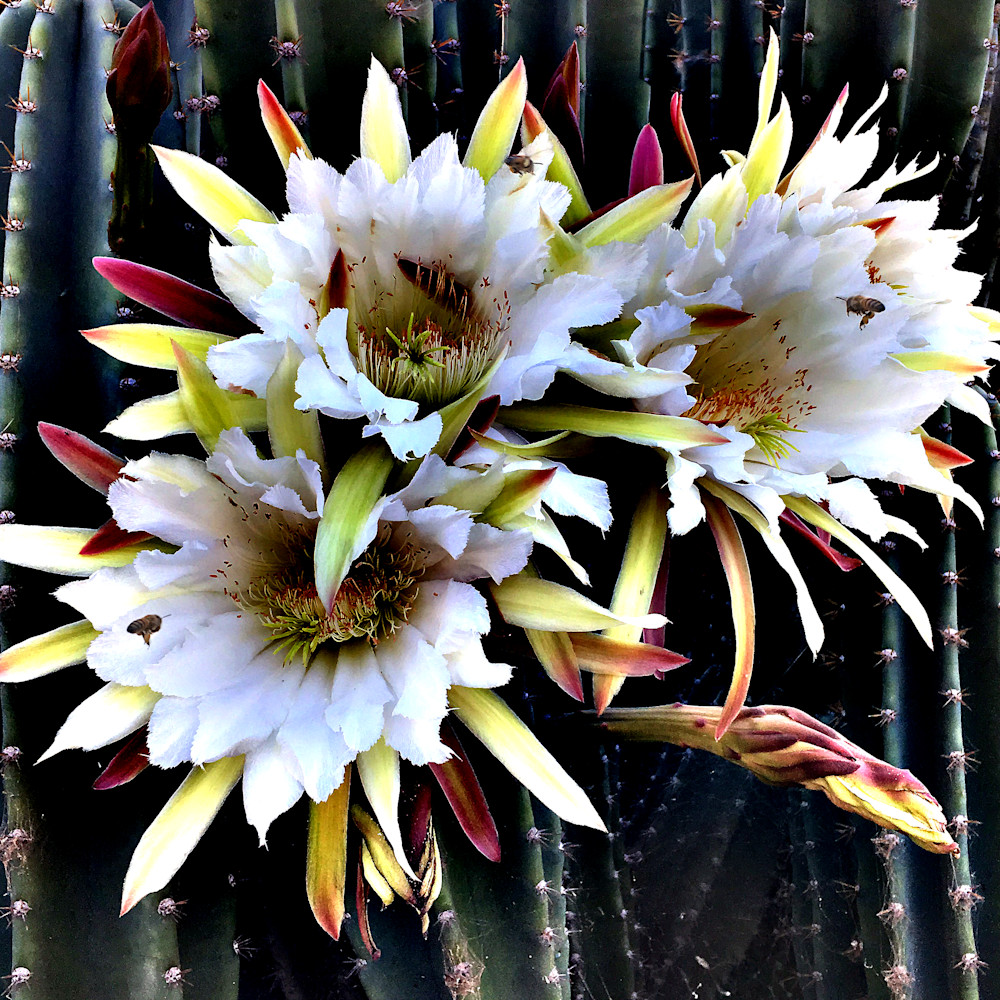 Cactus flower iwz0bi