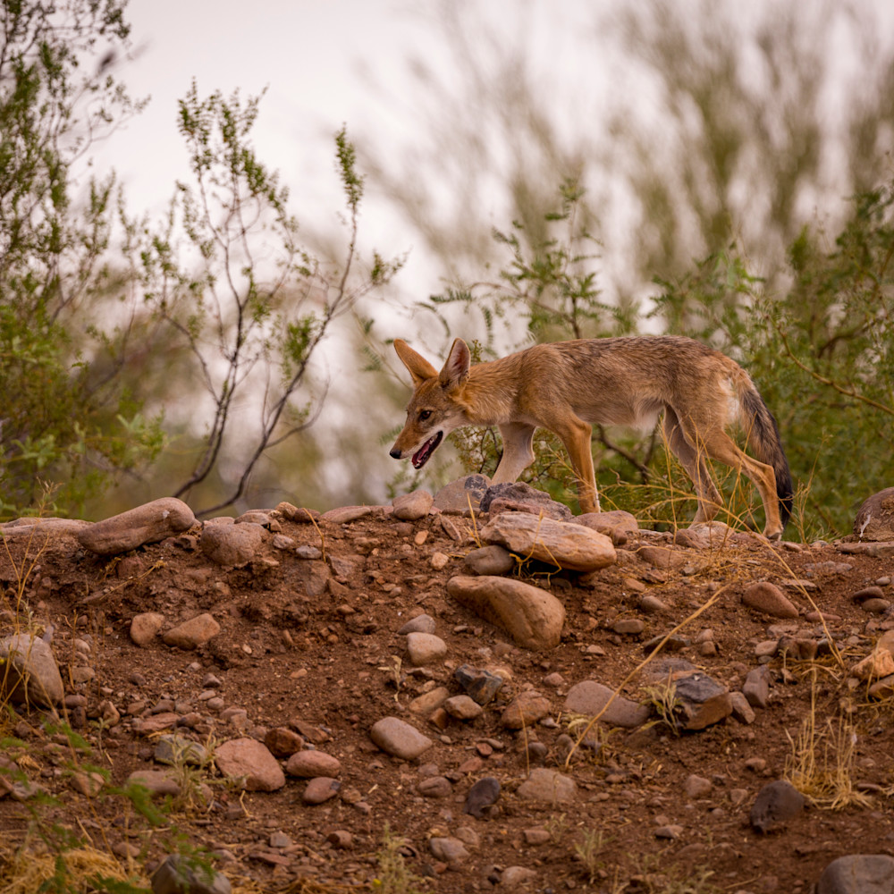 Coyote walking 1 jmzrjt