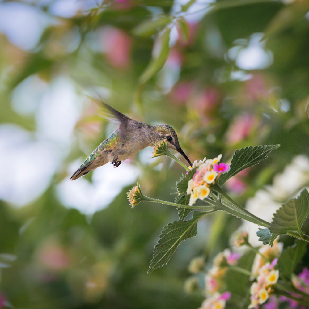 Hummingbird with lantana 1 dnvsar