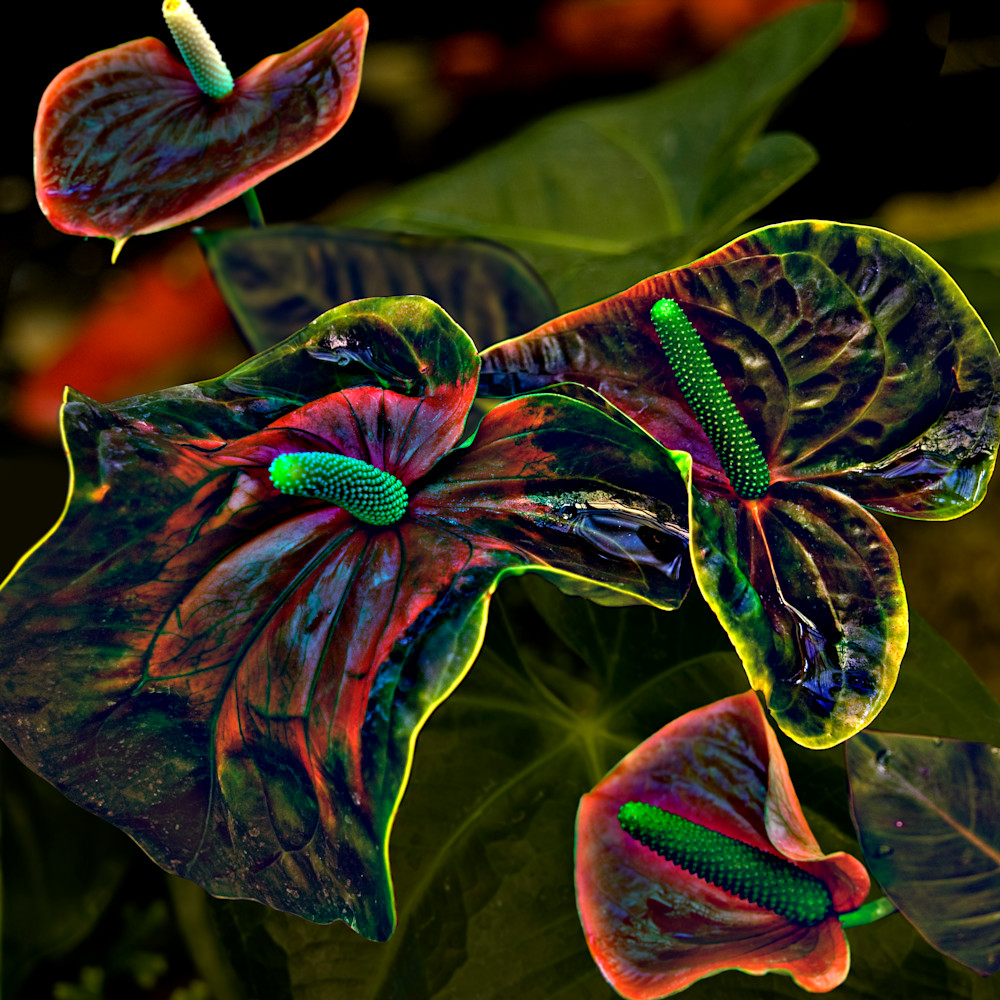 Redanthurium kdmqp2