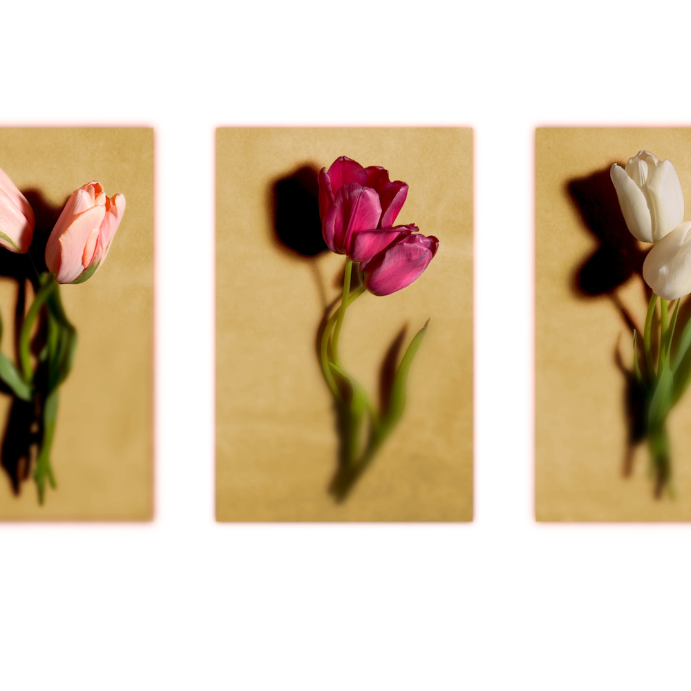 Tulip print os02hc