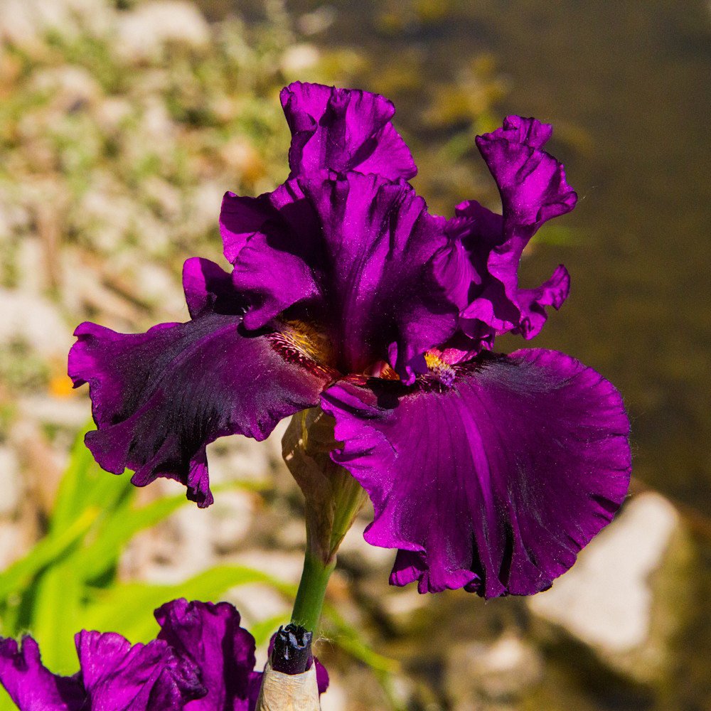 Purple iris final is8oog