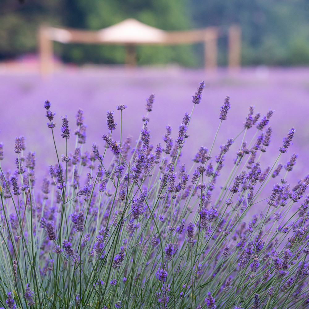 Lavender with tent aqxi1a