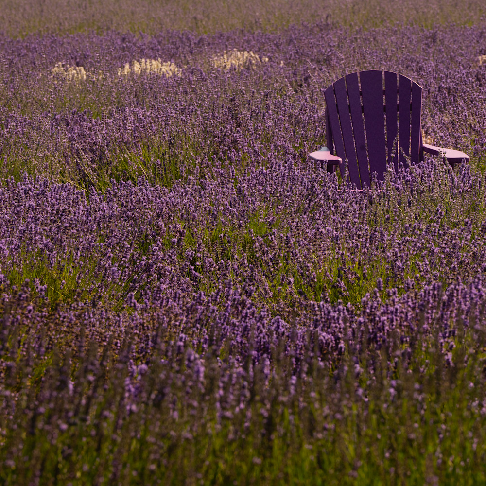 Lavender buried chair jmoawm