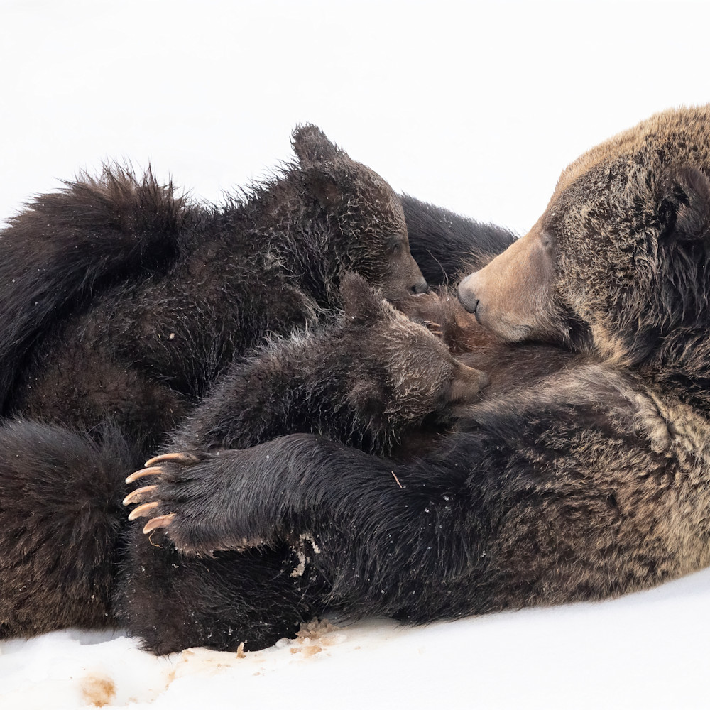 Cuddle bears bjeqro