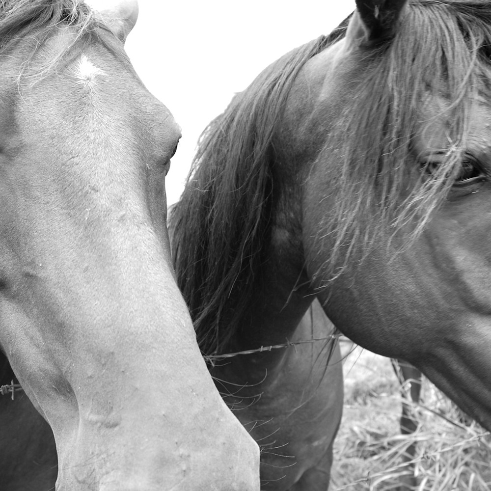 Pasture companions  1 jdwxhv