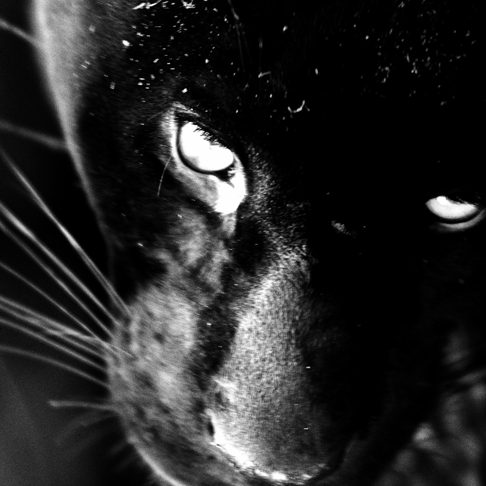 Black jaguar k3nzps