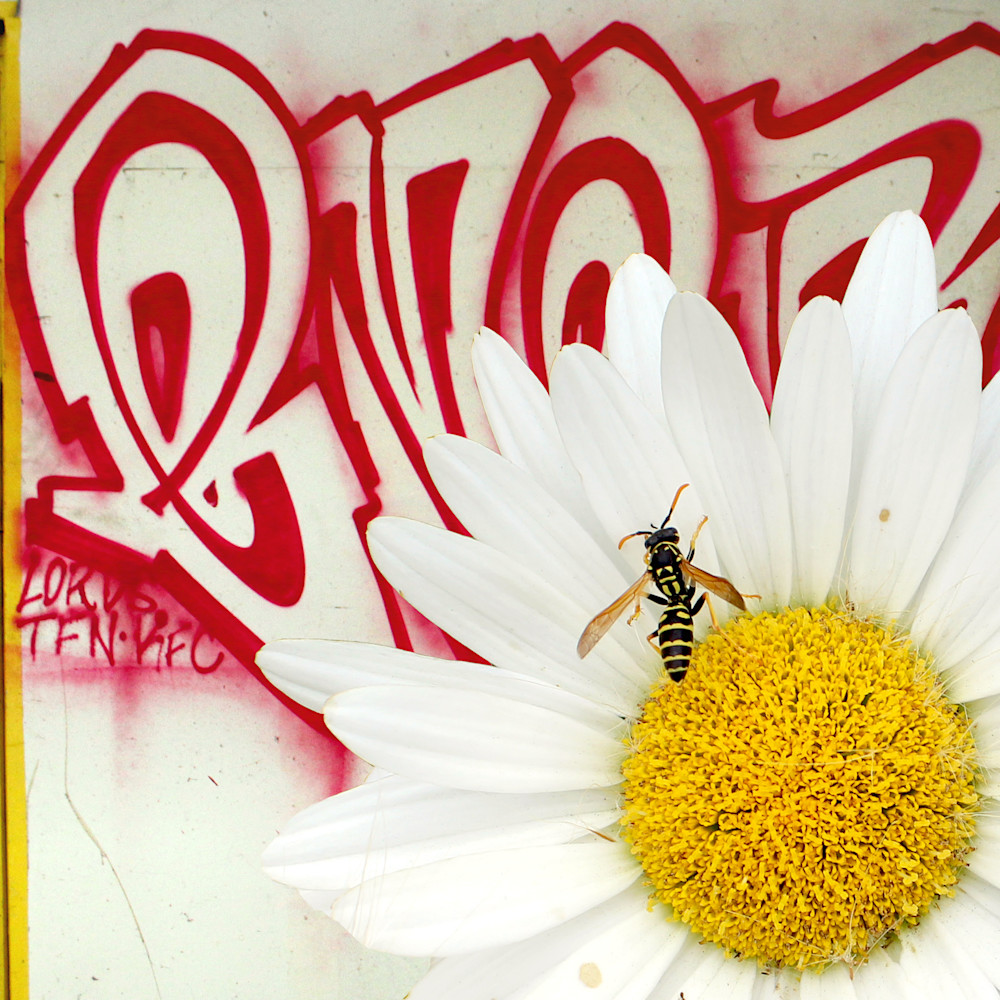 Graffiti bee r1mnnl