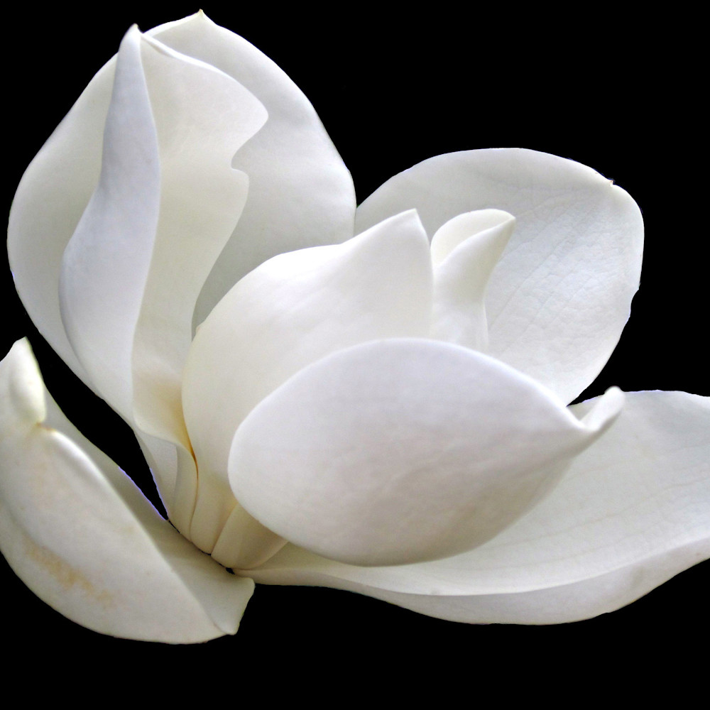 Southern magnolia series iii 300 iedgba