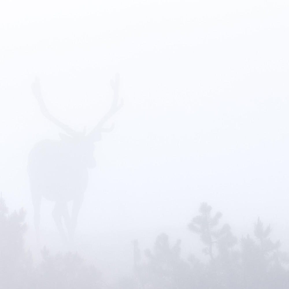 Elk yellowstone fog 16x10 4012 x 2507 img 4368 edit ckjjmb