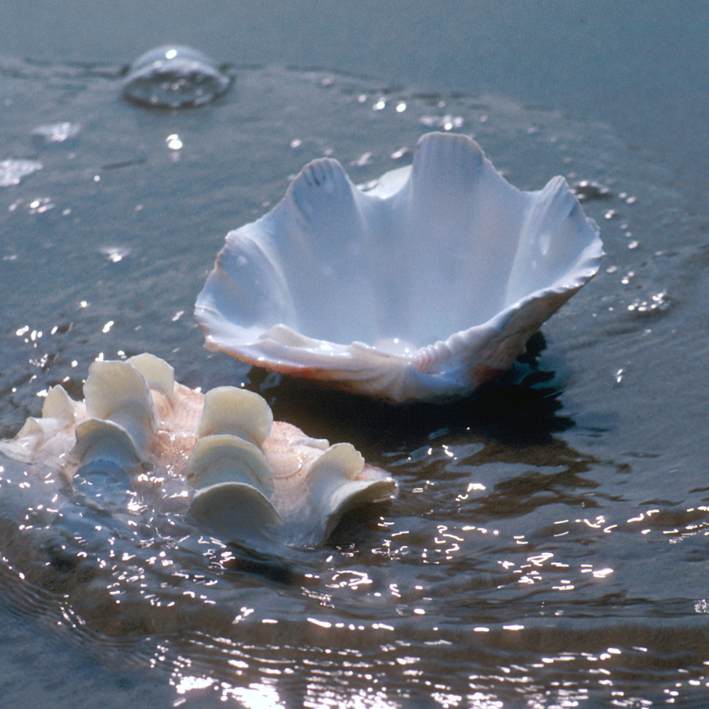 Ruffled clam sea shells pair 132 by ruth burke art oswu2t