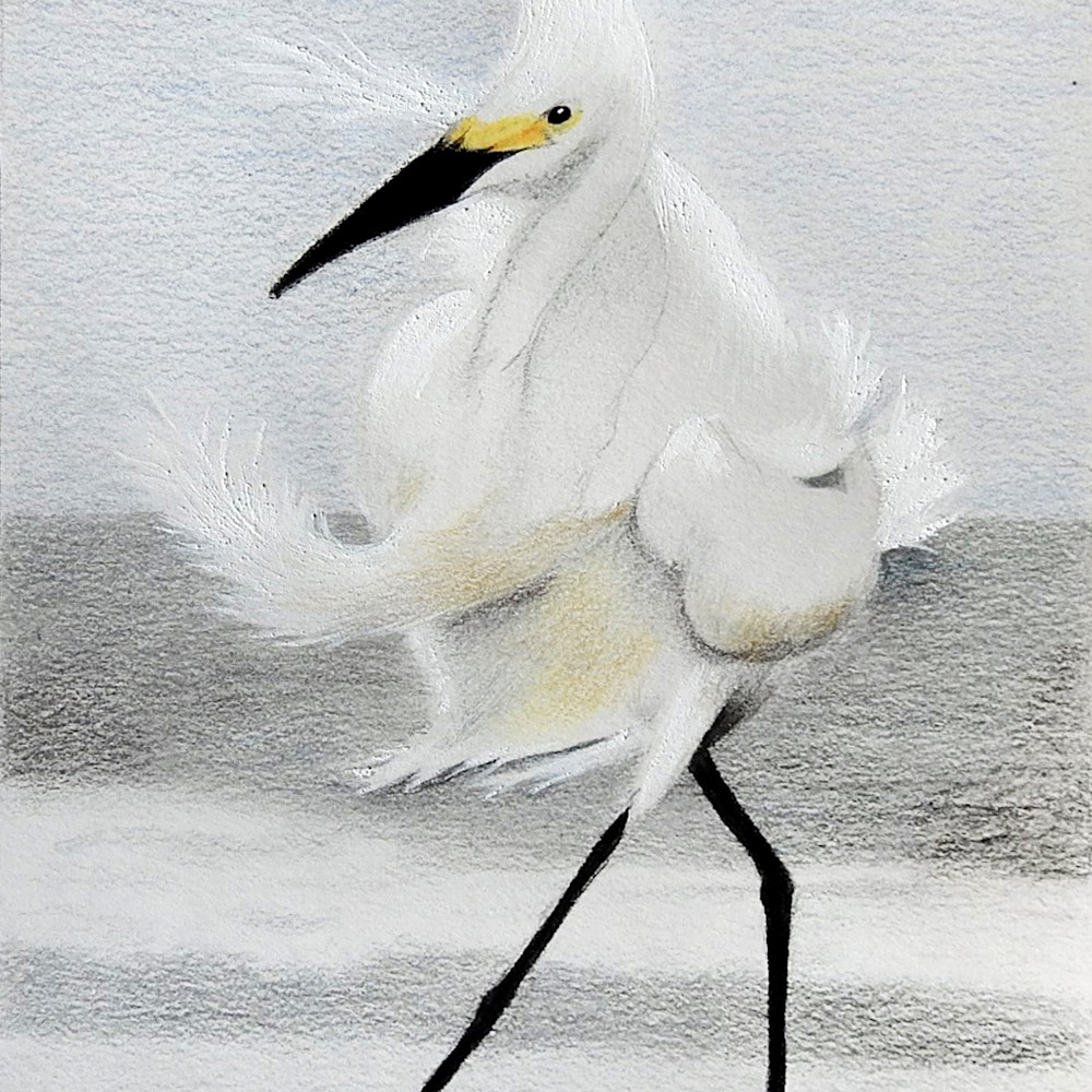 Stormy egret lrg an6vpj