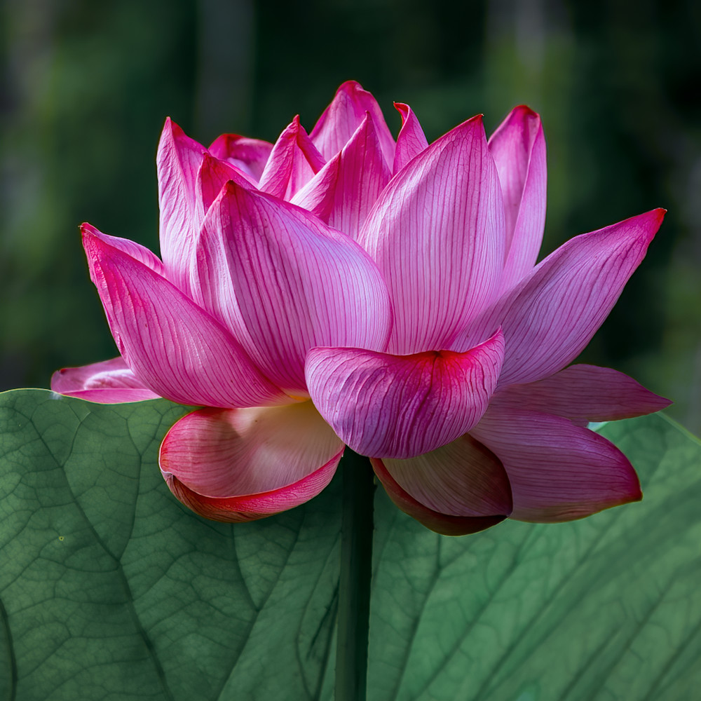 Lotus flower 4 jnyzey