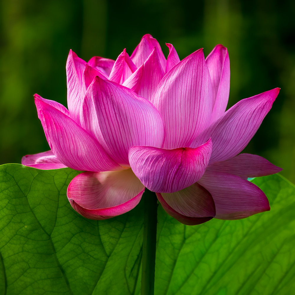 Lotus flower 2 c6ddvo