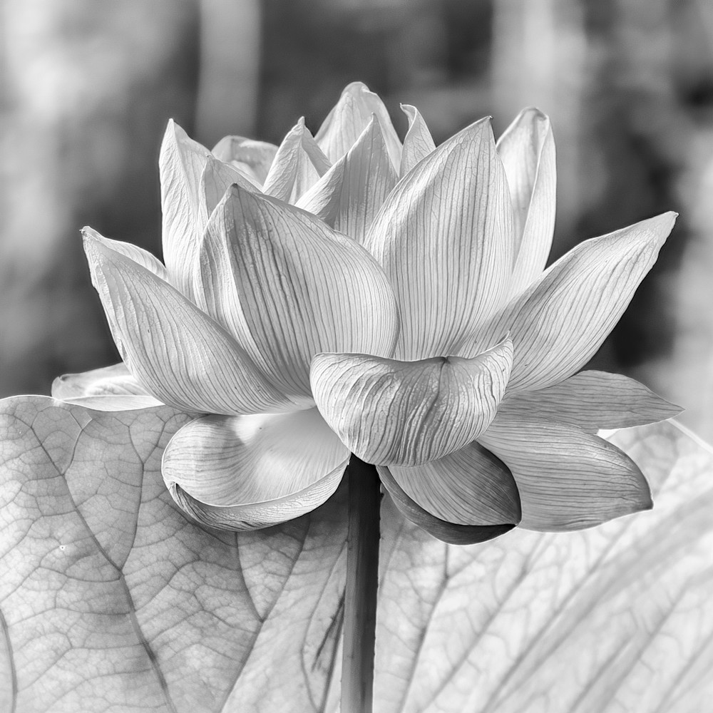 Lotus flower 1 mndn9f