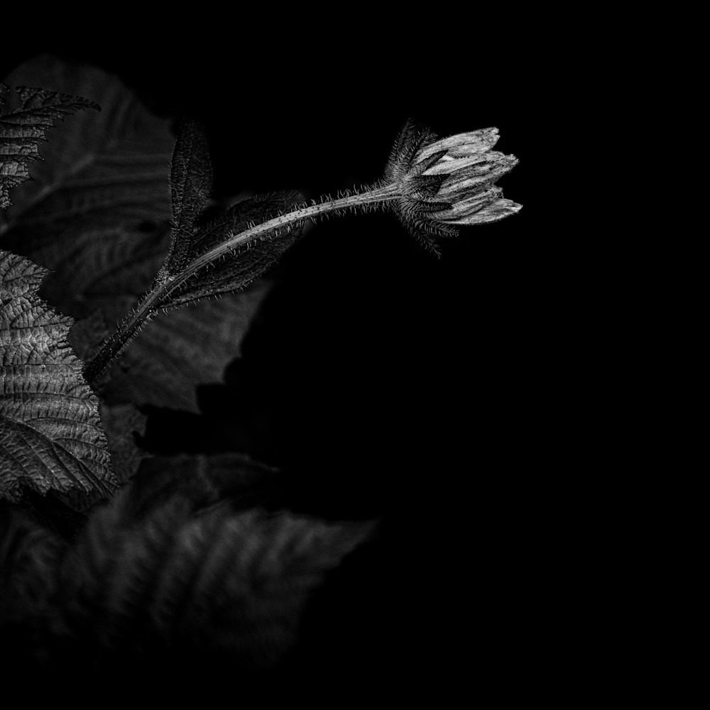 Flora darkness no5 yrdica