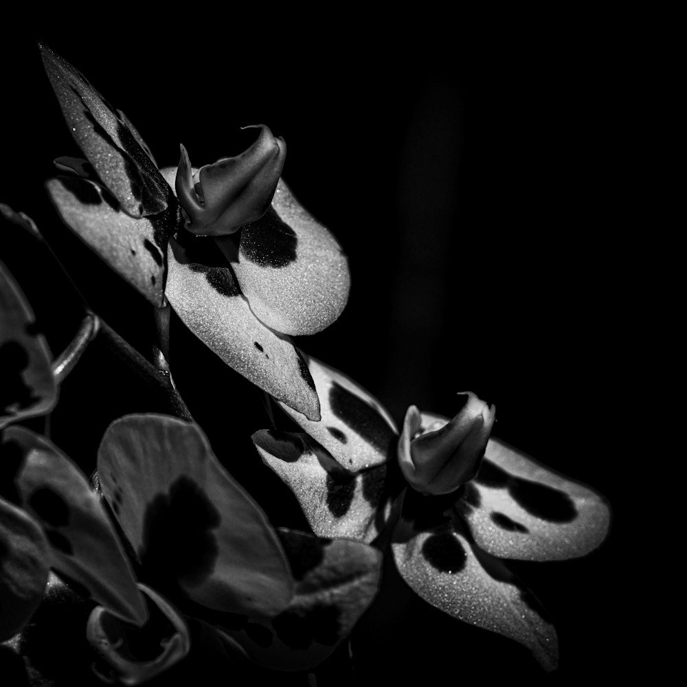 Flora darkness no7 ot3mrt