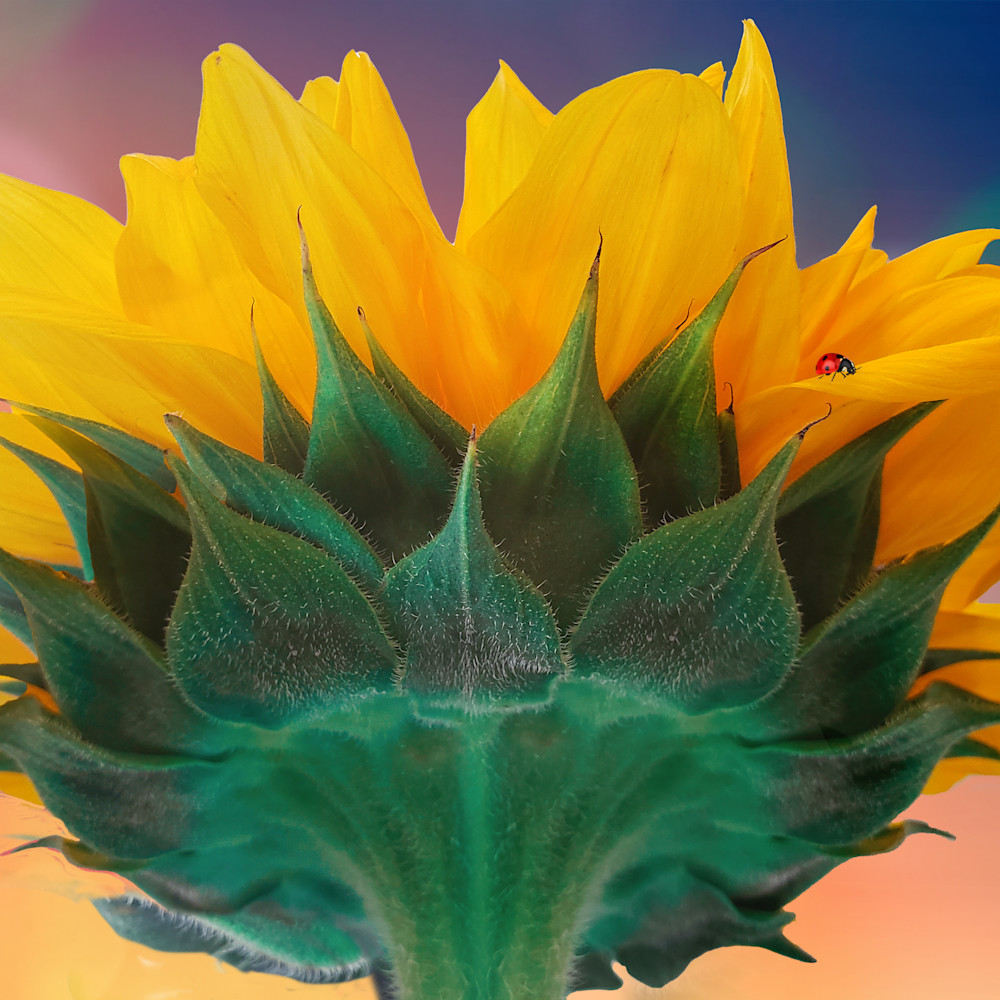 Sunflower3 hm4yif