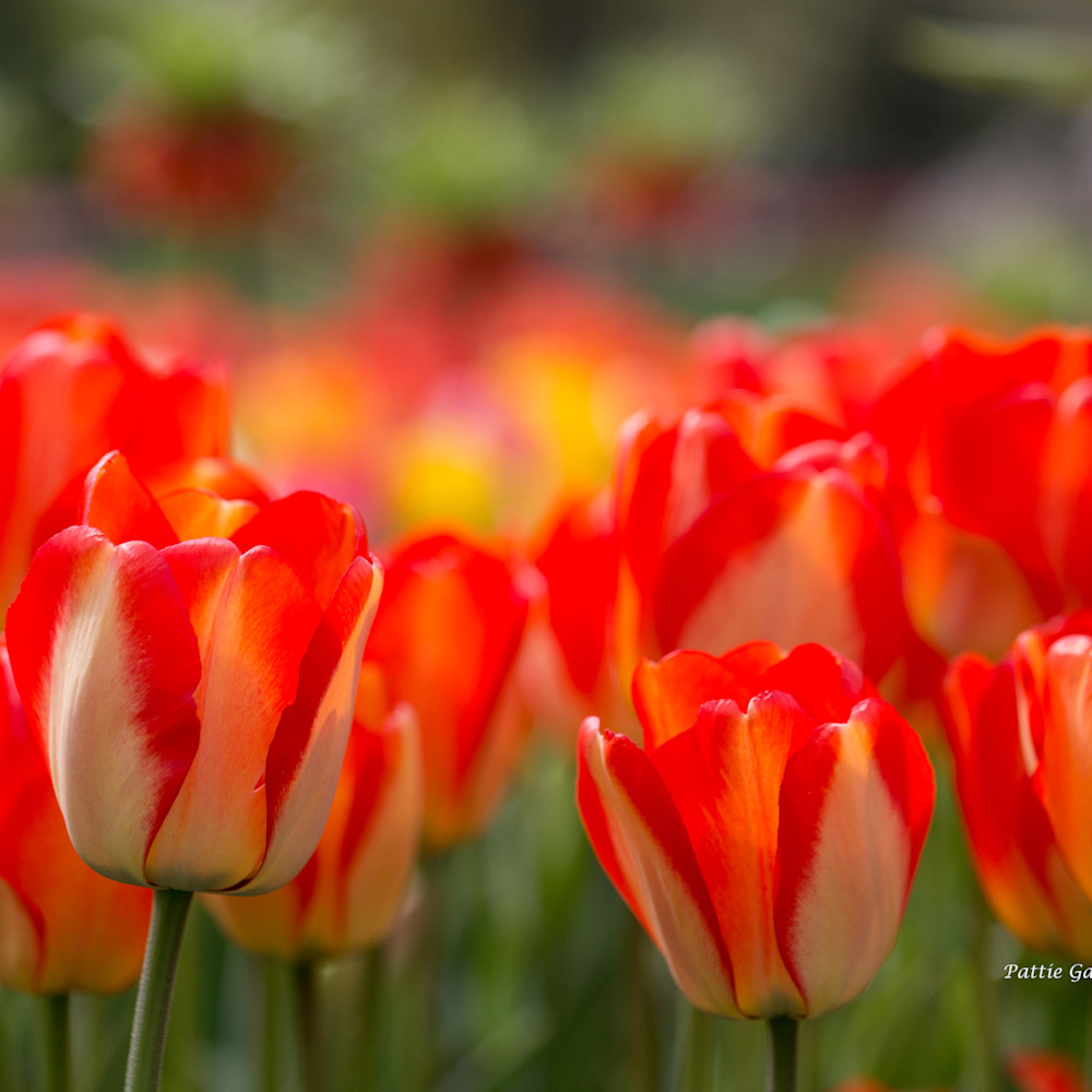 Tulips in garden 4 zpduqv