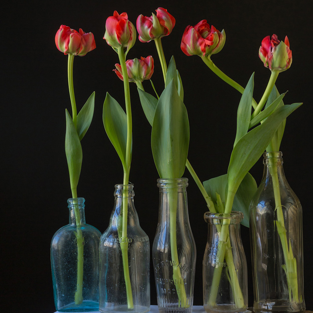 Tulips in bottles oq3jze