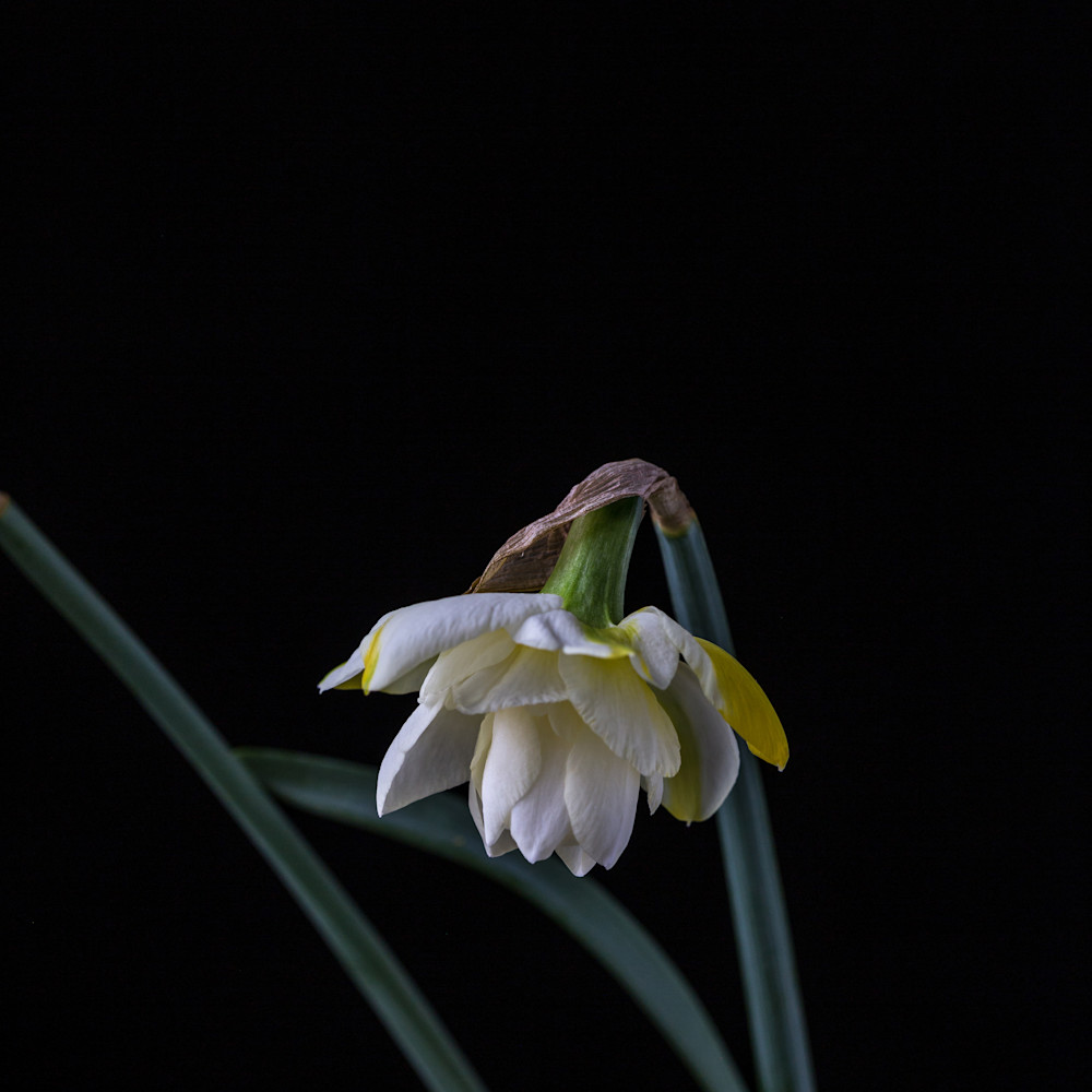 Daffodils 2 clbmhb