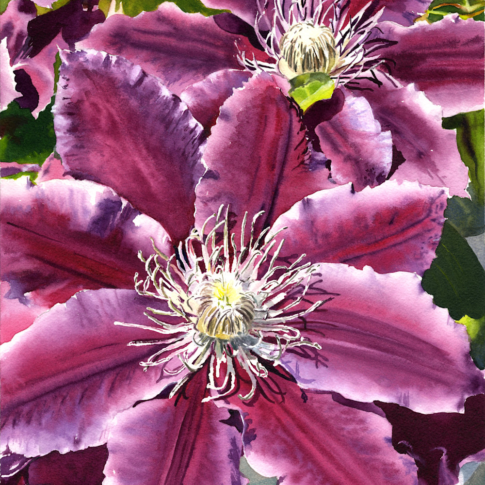 Pink clematis asf oztbag