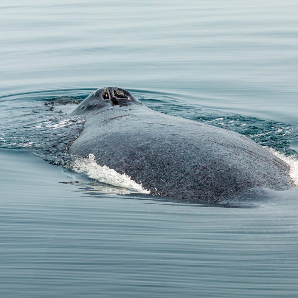 Humpback whale no 7 yxslev