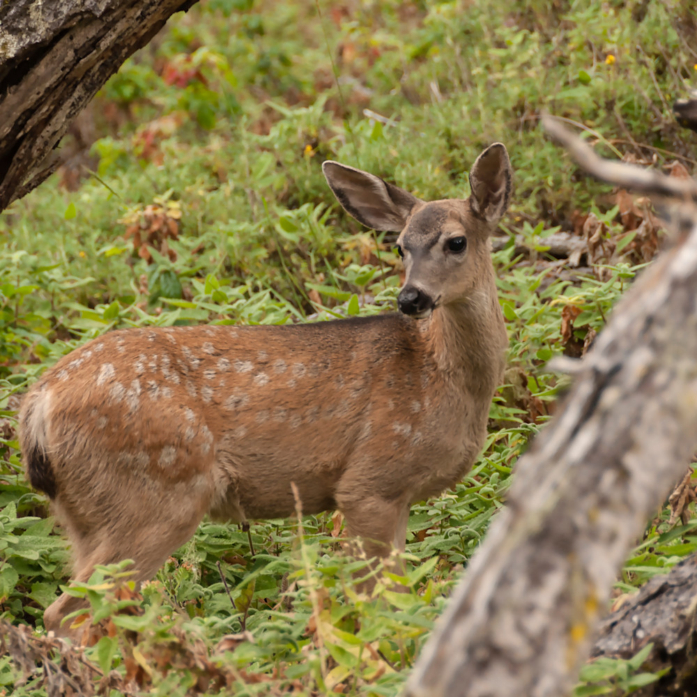Black tailed deer wehobj