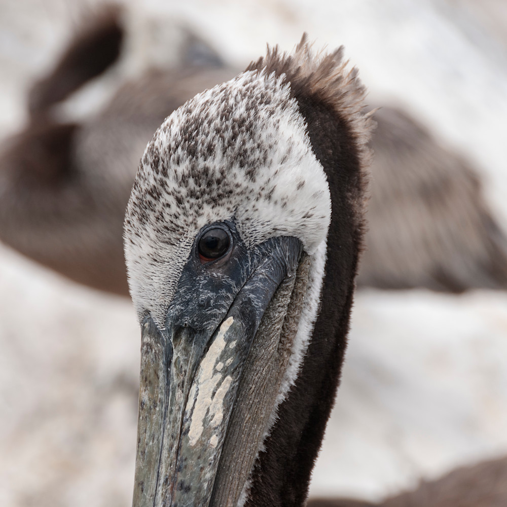 Brown pelican portrait xtej6e