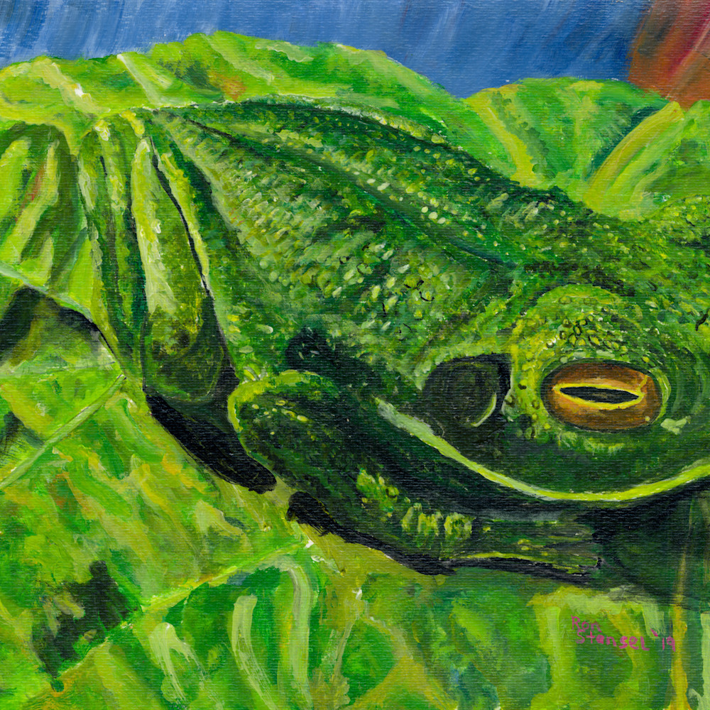 Ron stansel white lipped tree frog 11x15 y9oqnw