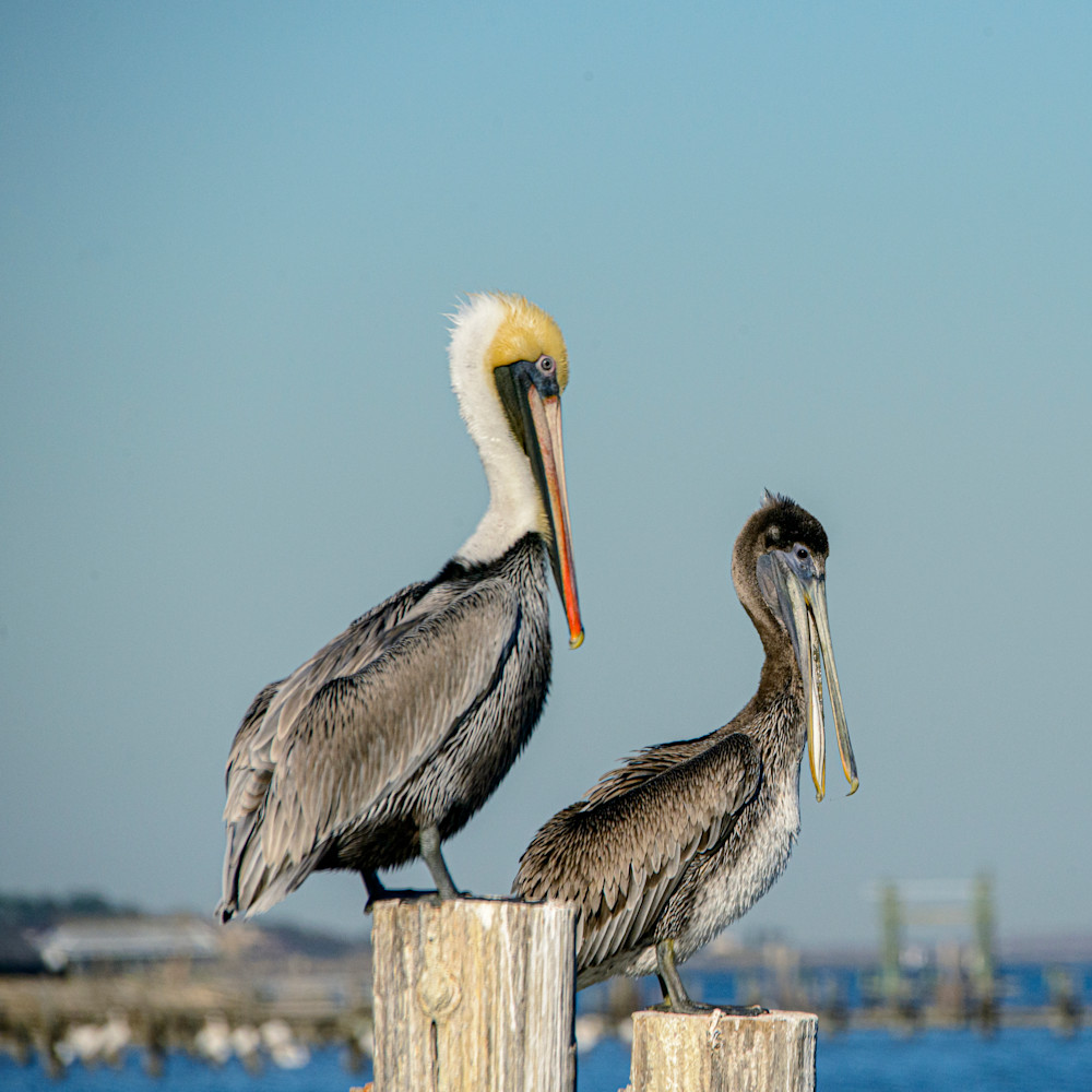  dsc3129 male and female brown pelican ruthburkeart zqfusp