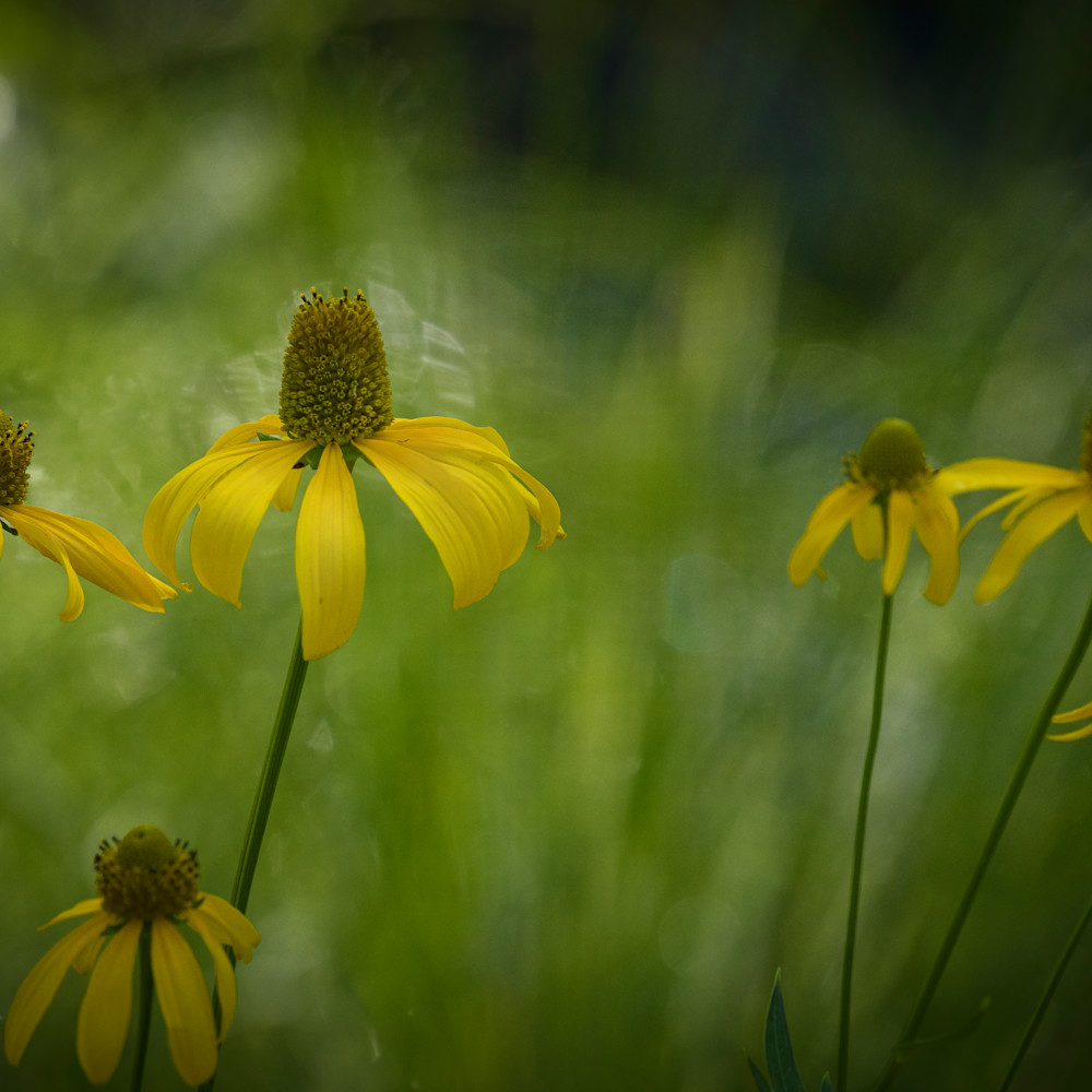 Yellow flower efbr xeyncl