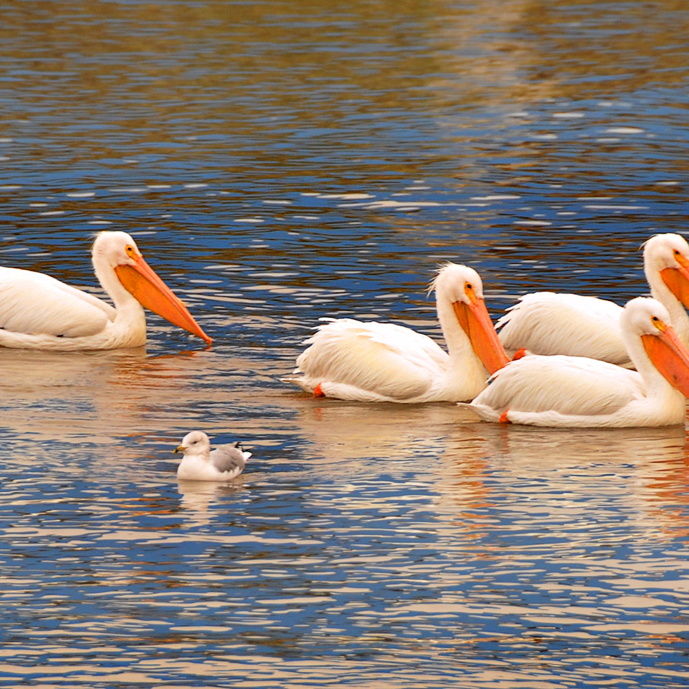 White pelicans in reflective water by ruth burke art n1fxcl