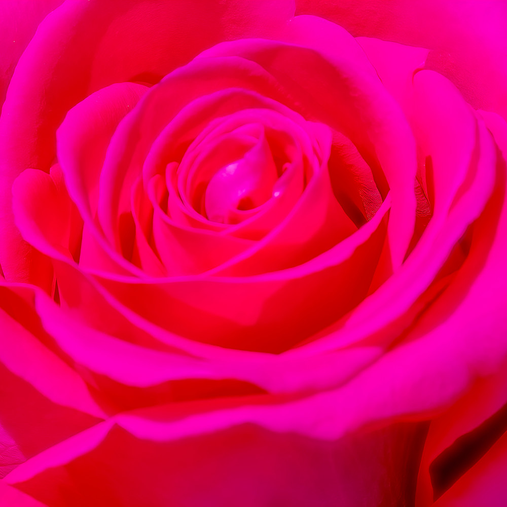 Lpic 33 red rose denoiseai clear sai softness studi. so softo j91uqg