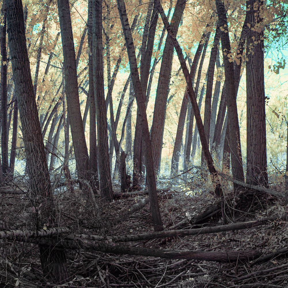 Young cottonwoods.panorama 1 copy x3ya8g