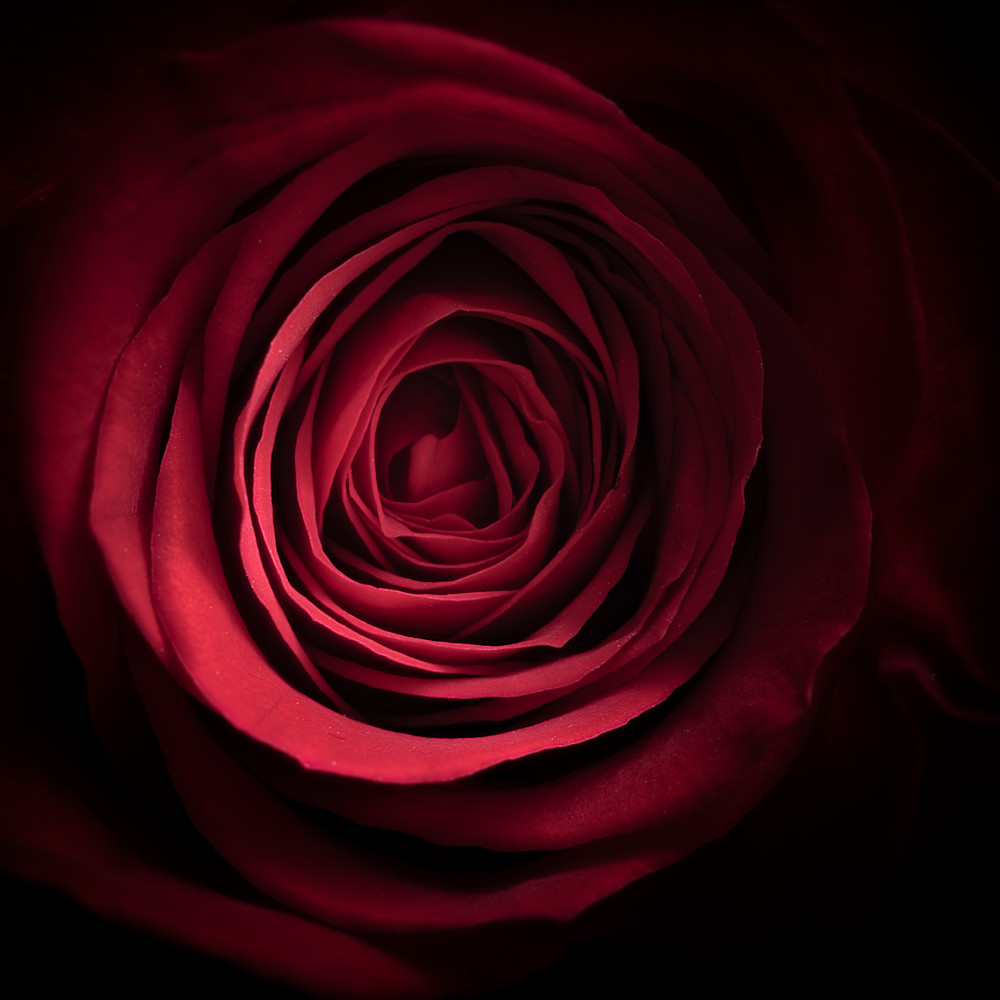 Roses are red 01 echkb8