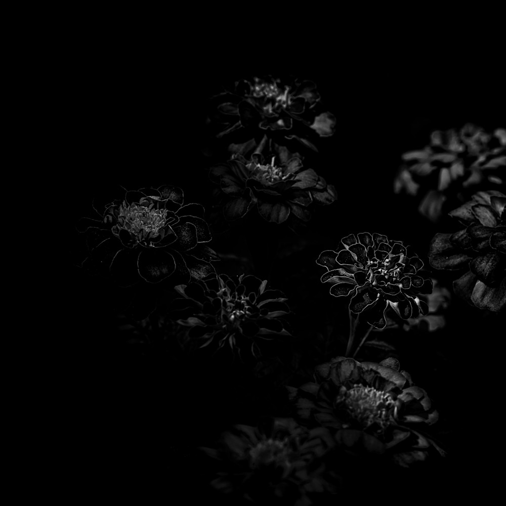 Flora darkness no11 dl3sxr