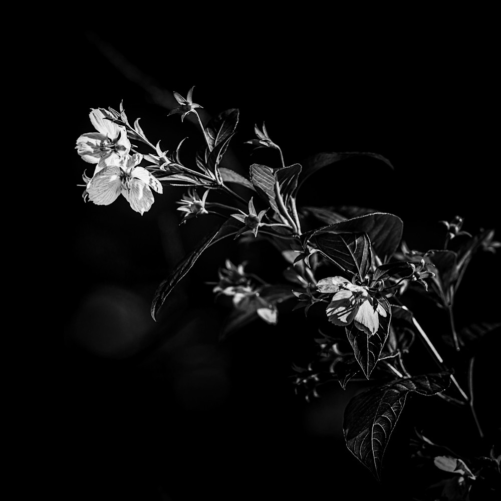 Flora darkness no14 h1ri57