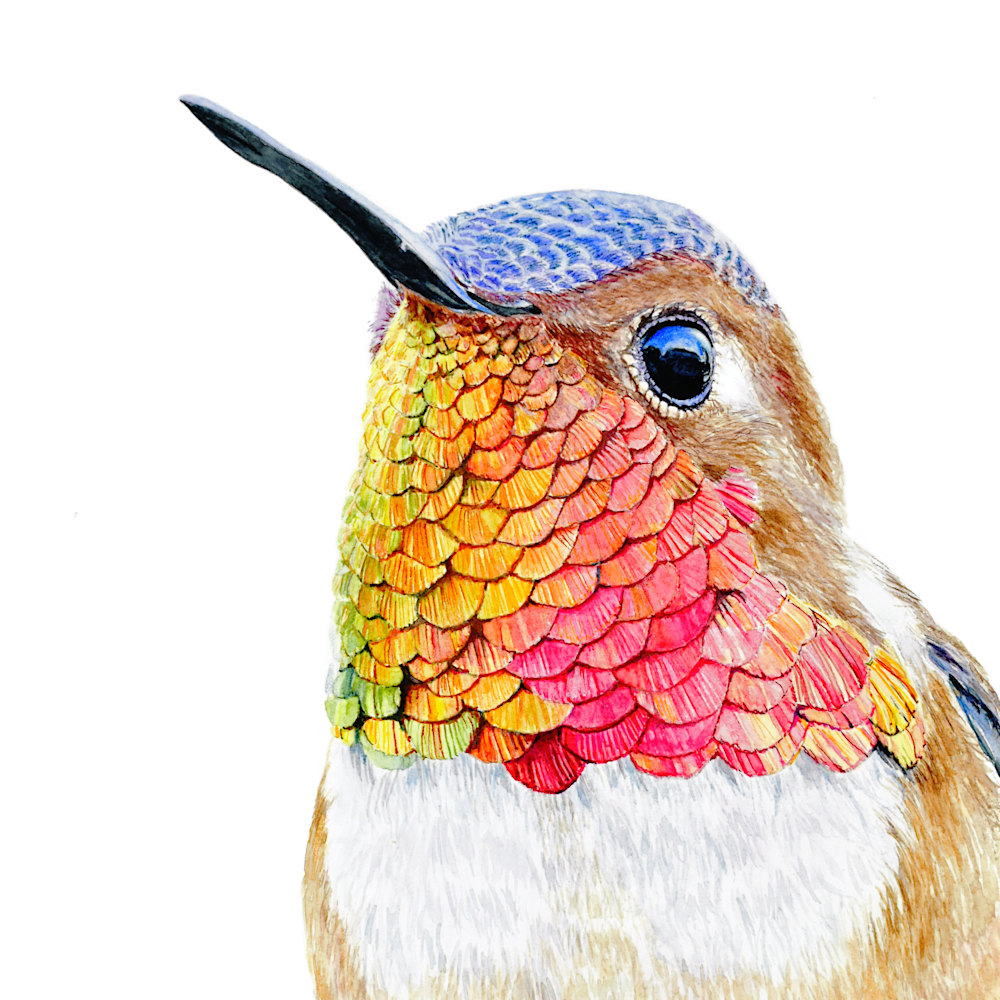 Allenshummingbird1 wznviz
