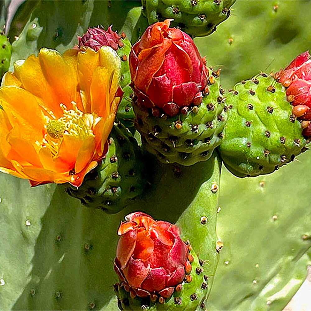 Cactus blooms umh7jw