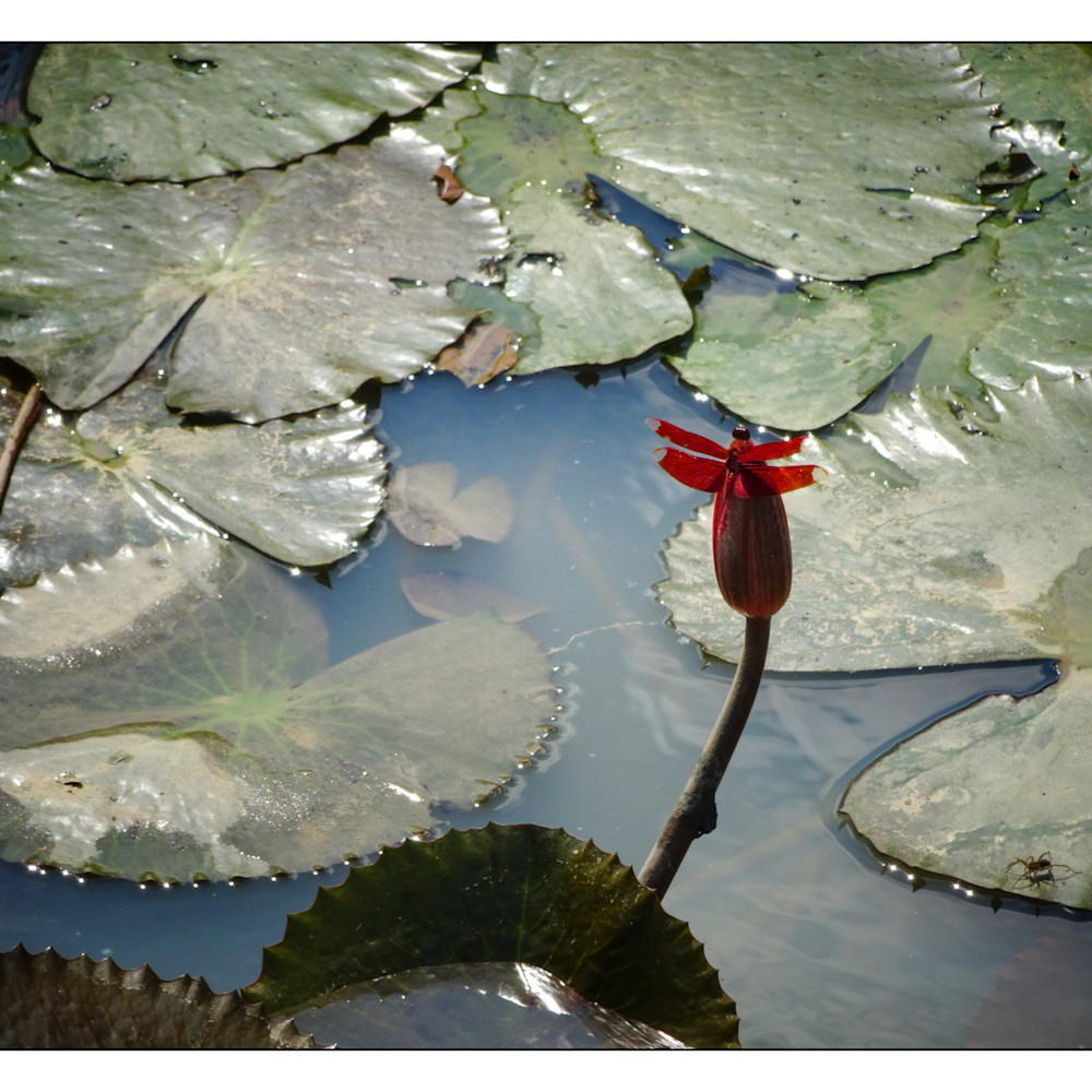 Dragonfly with lotus blossom gvwzwh