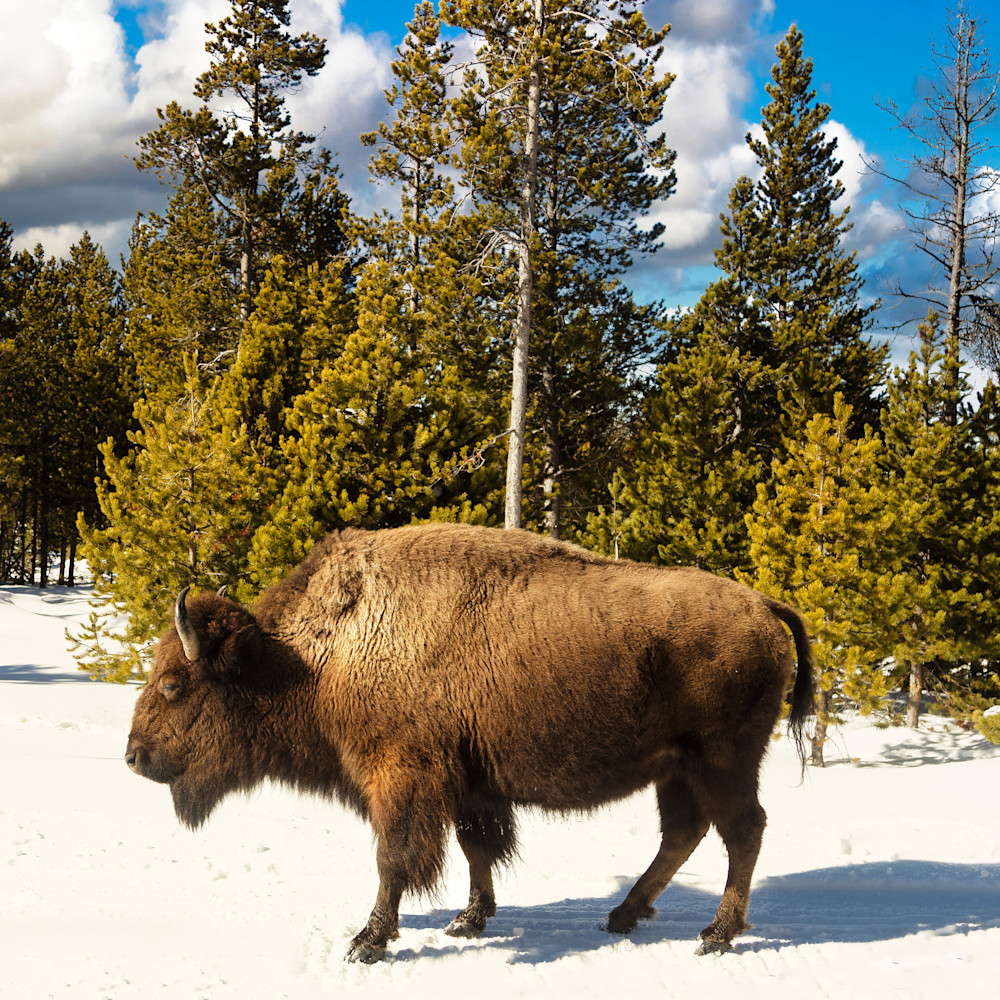 Yellowstone buffalo bvlmkd